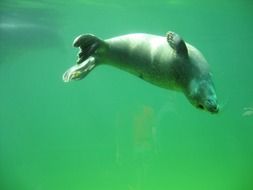 seal in green water