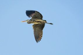 Grey Heron with fish