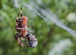spider eating its prey