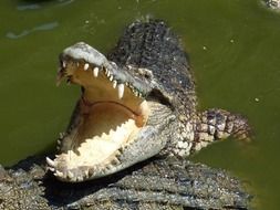 Crocodile with wide open mouth in water