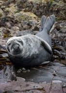 Seal in the wildlife