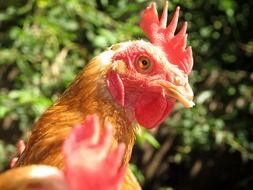 brown Chicken head close up, blur background
