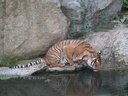 big predatory tiger drinking water from the river