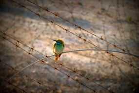 beautiful and cute Bird Wildlife