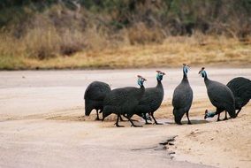 Guinea fowls in the Kruger National Park in South Africa