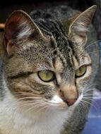 Portrait of the cat with whiskets
