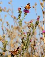 butterflies on the thorny flower