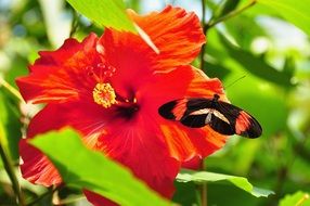postman butterfly on a red flower