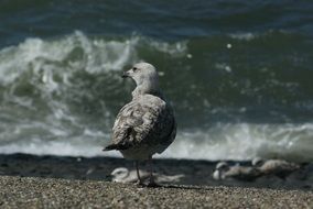 seagull on the seashore on a sunny day