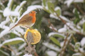 Robin bird on the yellow plant