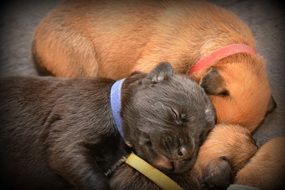 Dog Puppies resting