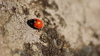 Closeup photo of Ladybug