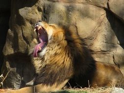 yawning lion in the shade near the stones