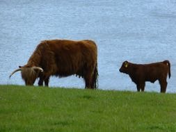 highland Cow with Calf on meadow