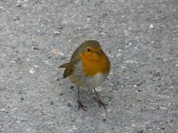 tiny robin redbreast bird on a road