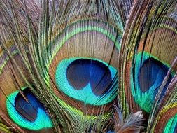 bright colored peacock feathers close-up