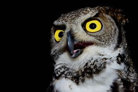 owl with yellow eyes in the dark