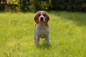 Puppy in a green meadow