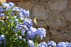 Butterfly in spring