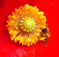 Bee On Poppy Flower