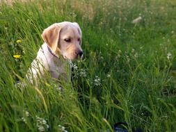 Labrador in the meadow among tall grass