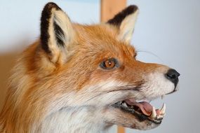 stuffed of a fox closeup