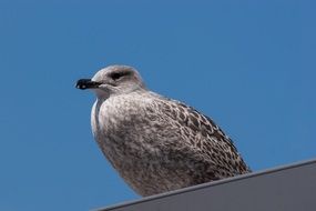 Seagull is looking forward