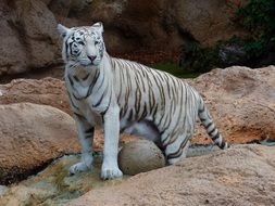 majestic indian white tiger