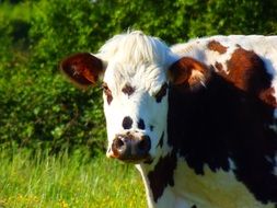 spotted cow
