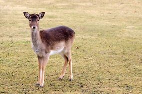 young roe on the grass meadow