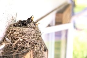 little chicks in a nest on a tree in nature