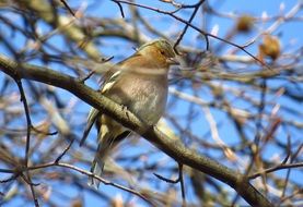chaffinch on the tree