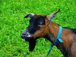 brown-black goat on green grass close up