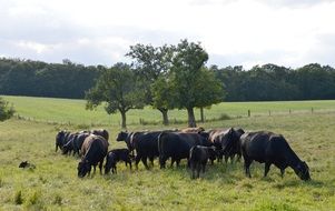 beautiful and amazing Organic Cows