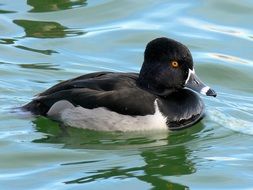 Ring-Necked Duck