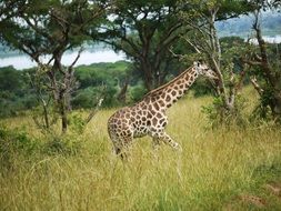 adult Rothschild Giraffe in savannah, Uganda