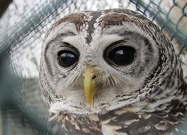 cute owl with huge black eyes