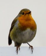 cute curious robin