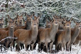 herd of deer in the forest