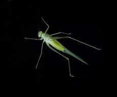 macro foto insect