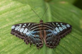 striped butterfly on a leaf of a plant