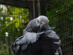 big grey parrot