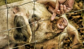 miniature pig in a cage on a farm