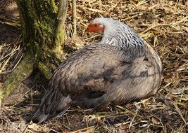 Colorful Chicken