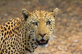 jaguar with grin close up