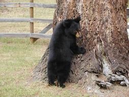 black bear grizzly at the zoo