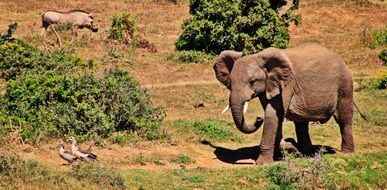 african bush elephan in the kruger national park