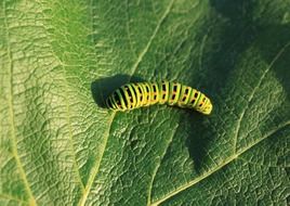 Caterpillar on Green Leaf close-up