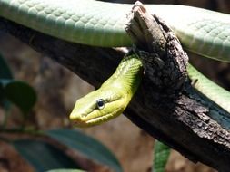 green Snake on branch, head close up