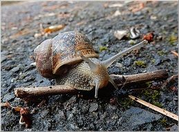 brown Snail crawling on ground